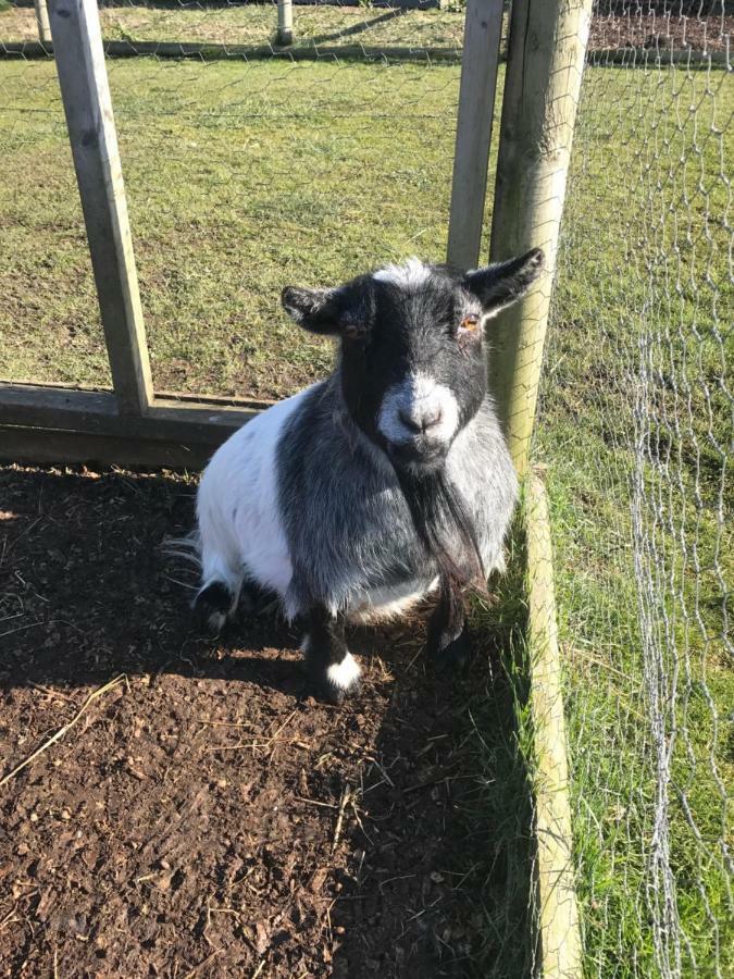 Willow Court Farm The Lodge & Petting Farm, 8 Mins From Legoland & Windsor, 15 Mins From Lapland Uk Exterior foto